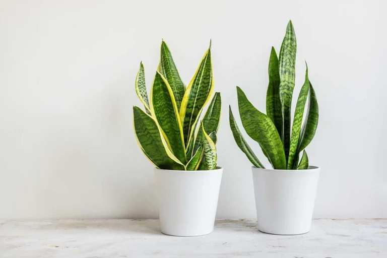 Snake Plant